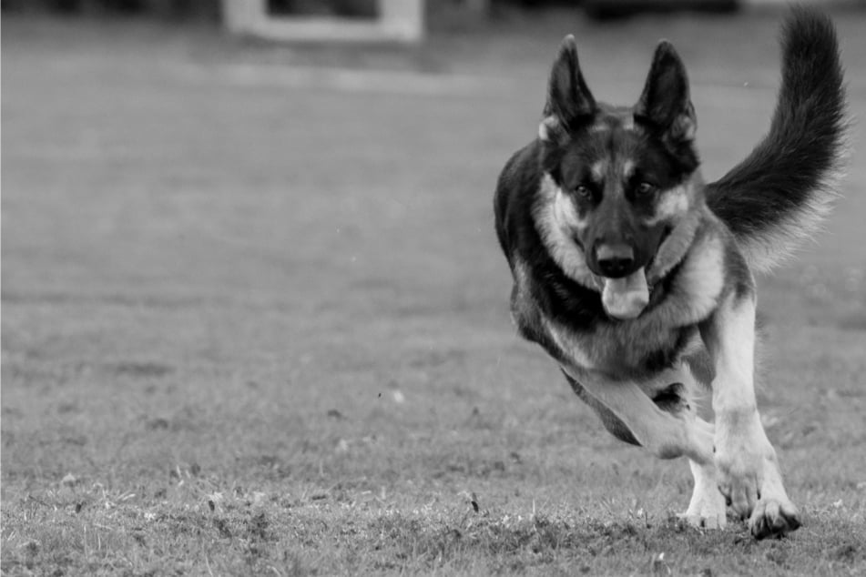 Der Zusammenstoß endete für den entlaufenen Schäferhund tödlich. (Symbolfoto)