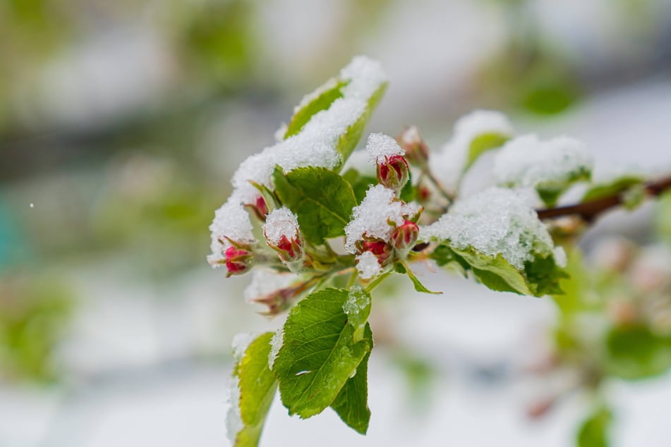 Die sehr zeitige Blüte in diesem Jahr und die späte und sehr kalte Frostnacht Ende April haben die Obsternte ruiniert und damit die Obstbauern in große Existenznot gebracht.