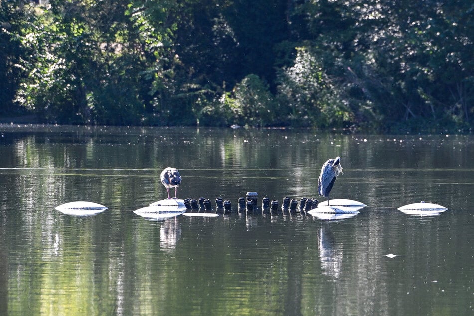 Ausgestellt, um Geld zu sparen: So sah die Fontäne auf dem Carolasee Montagvormittag aus.