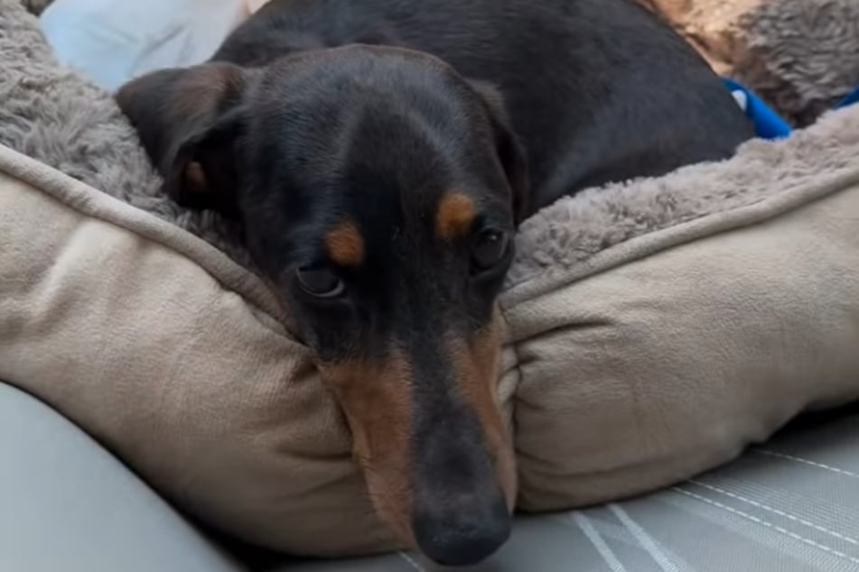 Dackel Whiskey sah elend aus, als seine Besitzer mit ihm zum Tierarzt fuhren. Sie befürchteten das Schlimmste.