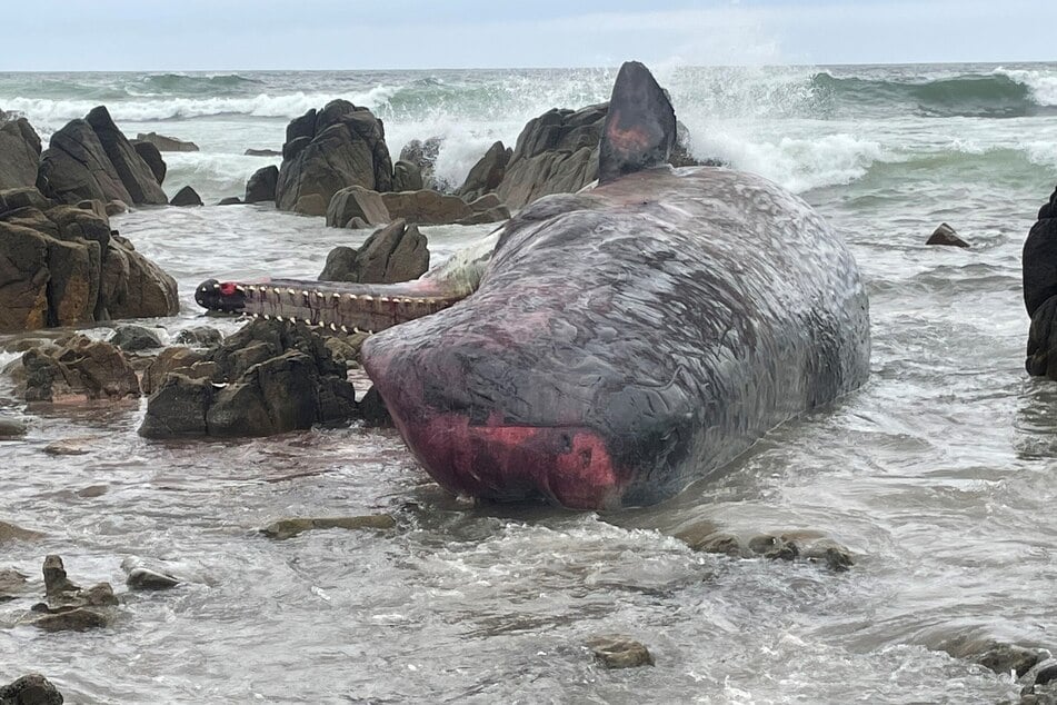 14 tote Pottwale an Küste angeschwemmt: Nun gibt es auch noch Sorgen wegen Haien
