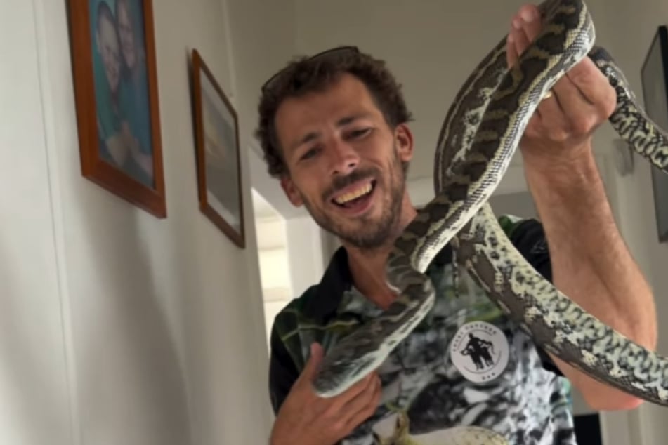 "Snake Catcher Dan", wie sich Busstra in den sozialen Medien nennt, hat gut lachen. Giftig ist der Python ohnehin nicht.