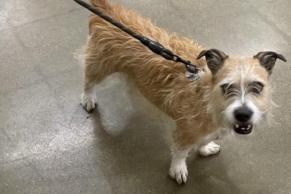 Frau will Rasse ihres Hundes herausfinden: Das Ergebnis des DNA-Tests überrascht alle