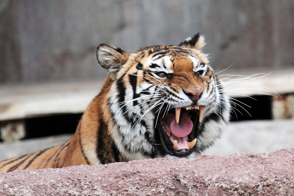 Tiger können zwar nicht schnurren, dafür aber kräftig brüllen.