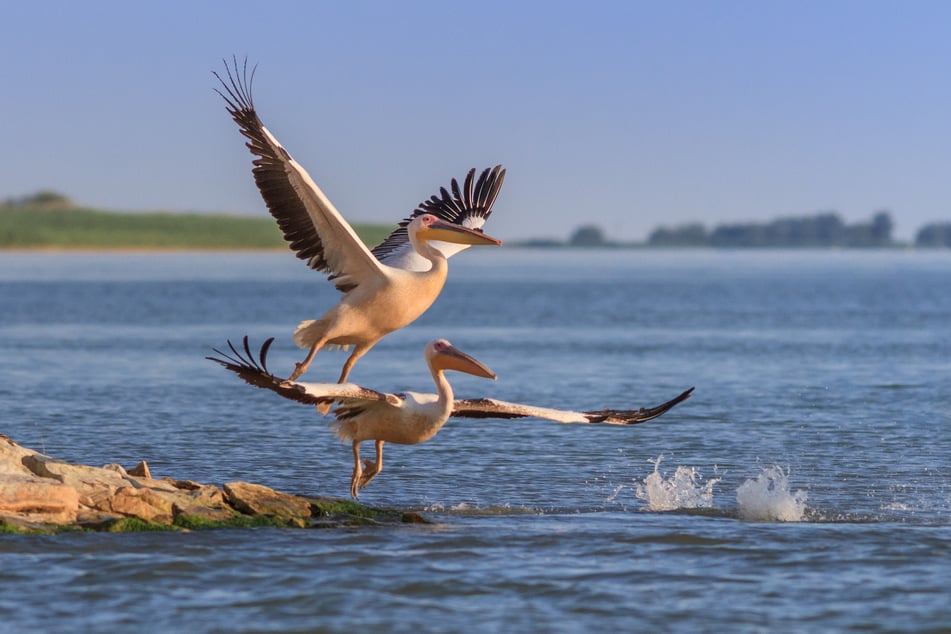 Im rumänischen Donaudelta könnte der Sachse mit Pelikanen schwimmen.