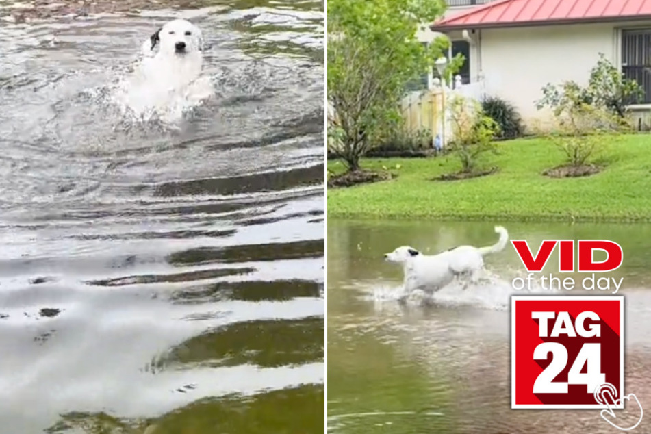 Today's Viral Video of the Day showcases a dog named Tito who splashes around in a flooded ditch right after a storm hit!