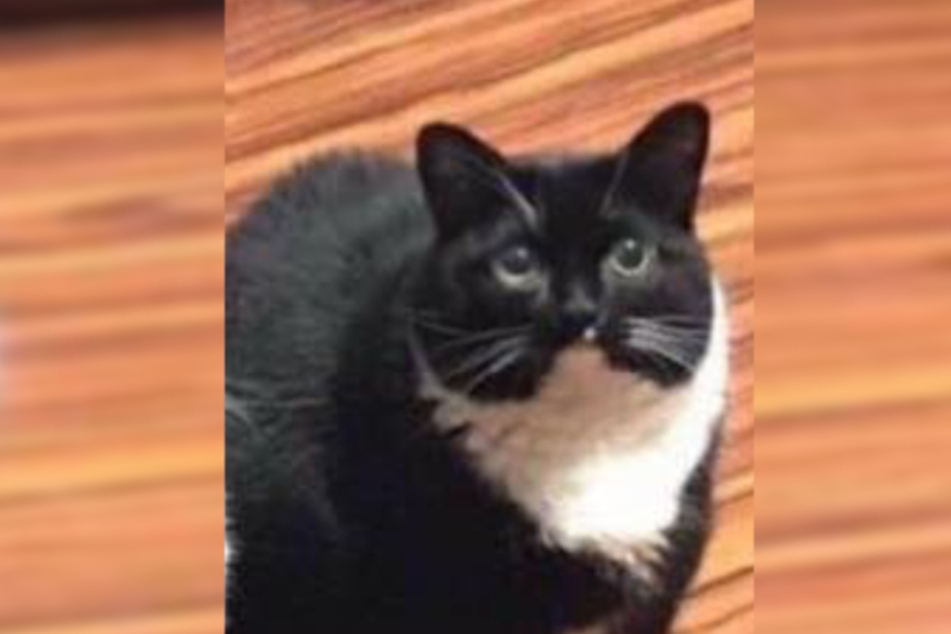 Verschwundene Katze taucht wieder auf, doch etwas stimmt nicht