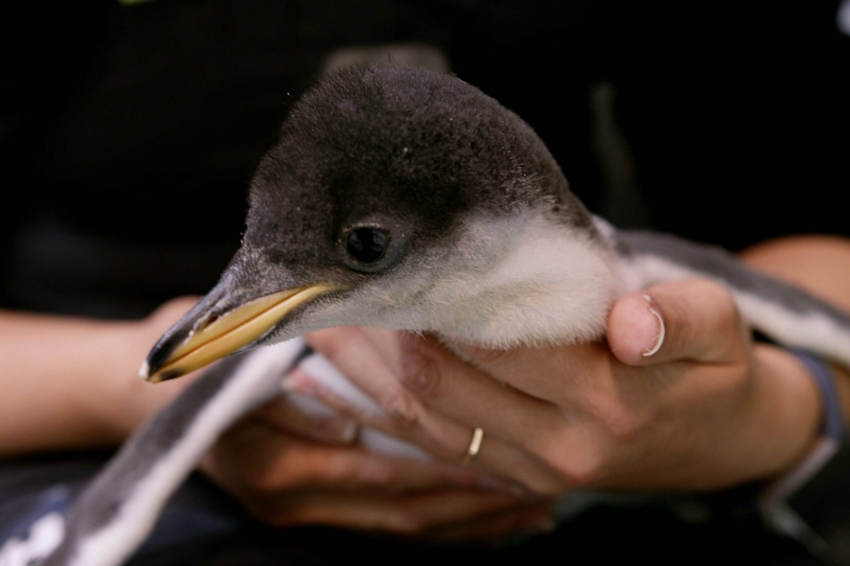 A penguin chick is held by a keeper at Sydney s Sea Life Aquarium