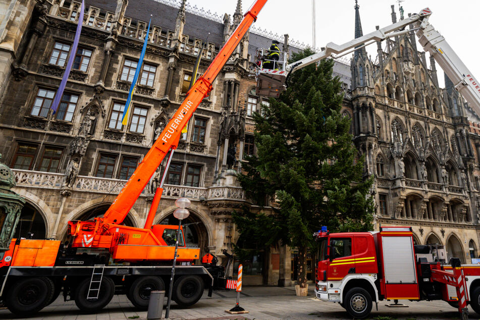 Feuerwehrleute stellen mit Hilfe eines Krans den Weihnachtsbaum auf dem Marienplatz auf.