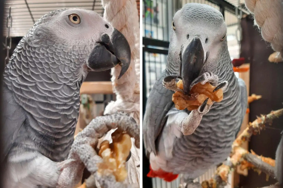 Der hübsche Vogel möchte bei erfahrenen Menschen einziehen und braucht viel Platz.