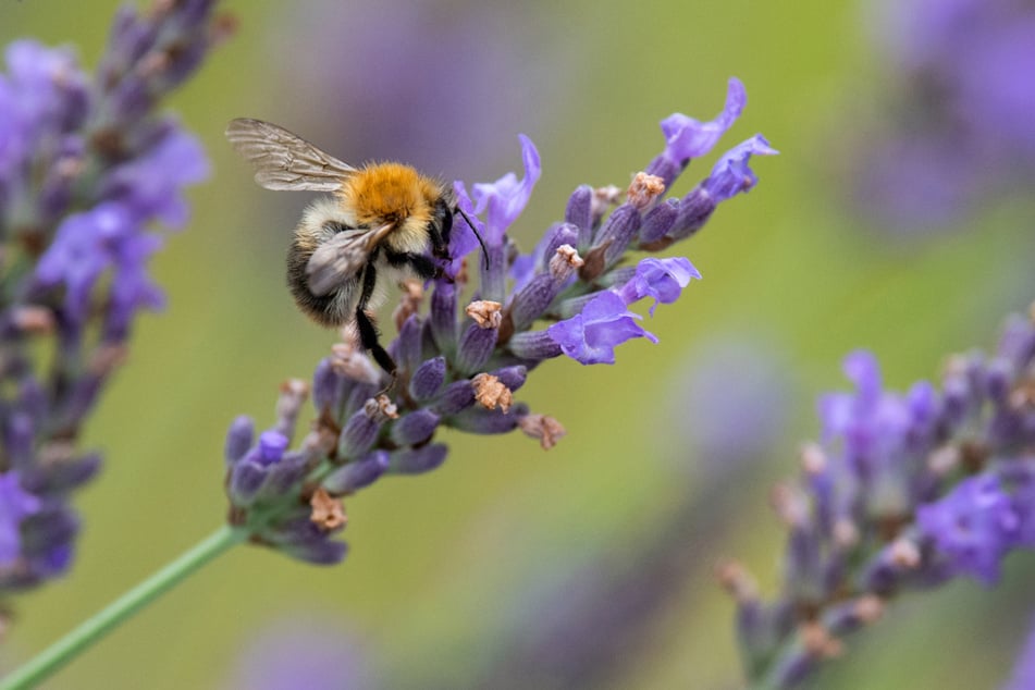 Hummeln und andere Insekten fliegen von Blüte zu Blüte. Dahingehend schaut's in Steingärten eher mau aus. (Symbolbild)