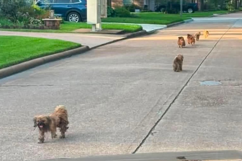 Frauen sehen plötzlich sechs Hunde auf Straße laufen: Dann wird klar, was passiert ist