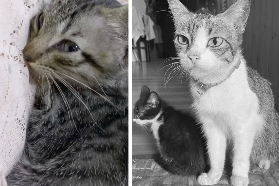 Die Katzenmama (Bild rechts) verstarb an einem plötzlichen Herzinfarkt. Ihre Kinder trauerten sehr nach ihrem Tod.