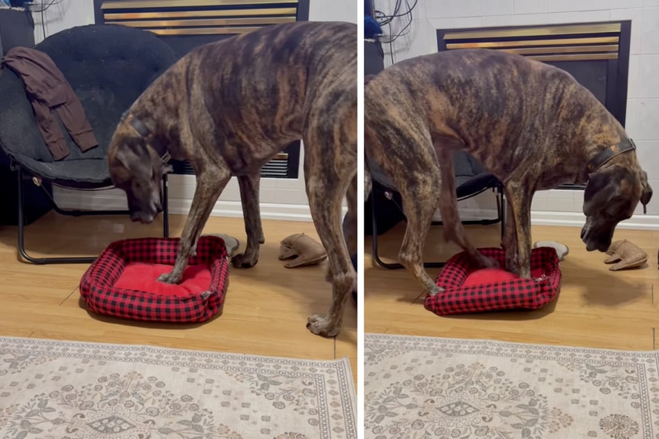 Diese Dogge versucht das Unmögliche – sich als XXL-Hund in ein viel zu kleines Hundebett zu zwängen.
