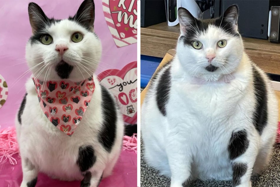 Body paw-sitivity: sharply-dressed cat goes on weight-loss journey