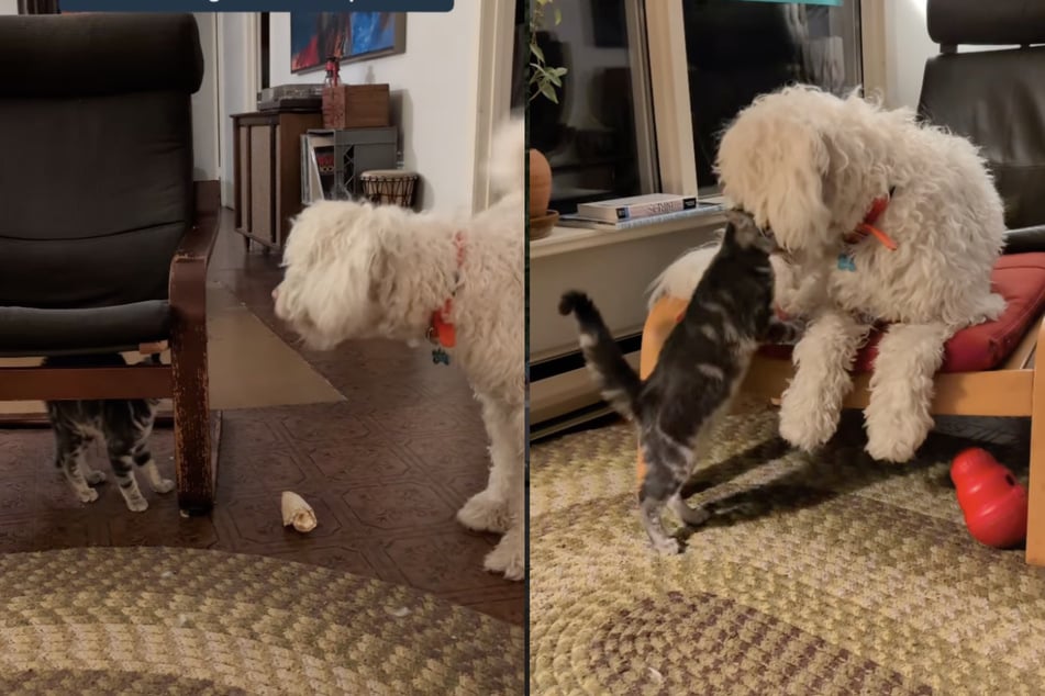 Erst Panik, dann kuscheln: Kaum zu glauben, aber zwischen diesen beiden Bilder lagen nur wenige Sekunden.