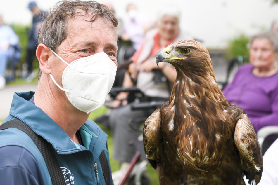 Der Falkner Paul Klima und sein Steinadler Bruno, aufgenommen bei einer Greifvogel-Vorführung in einem Seniorenheim.
