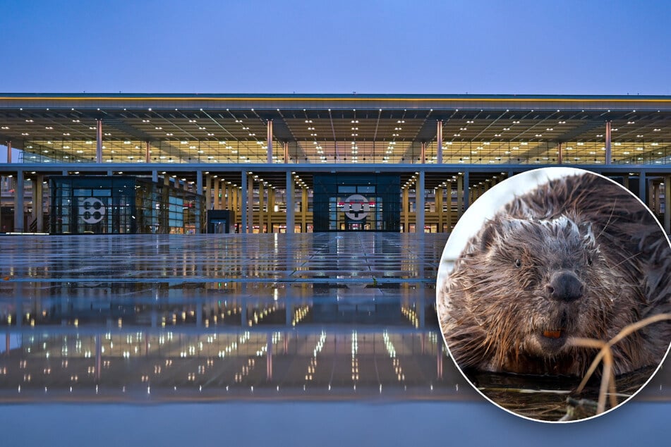 Biber leben an einem Graben am Flughafen BER gefährlich. (Symbolbild)