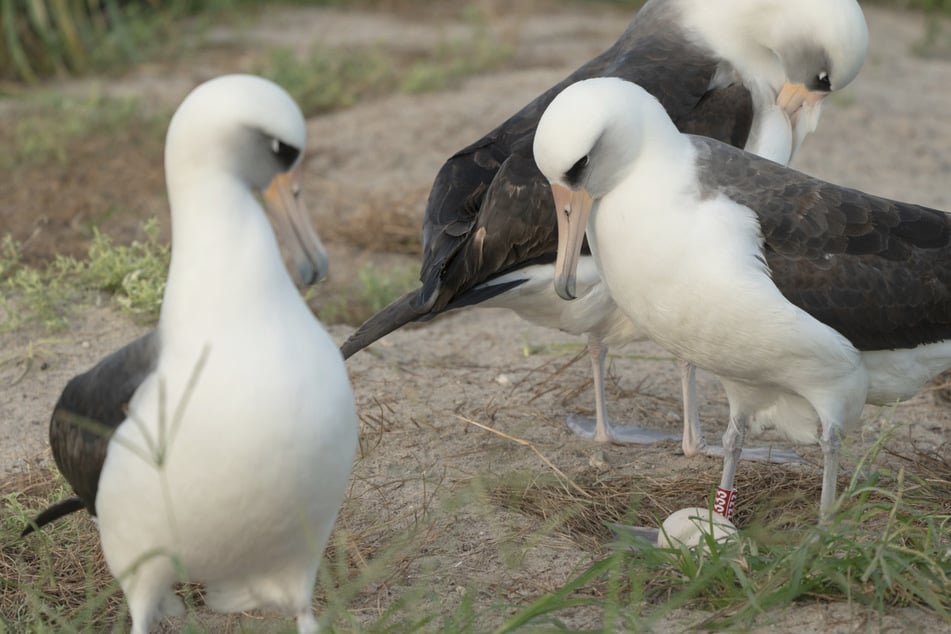 World's oldest wild bird lays an egg at the age of 74!