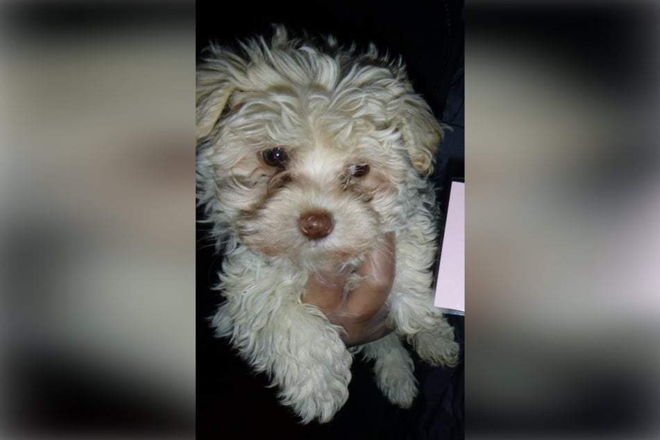 Diesen Wuffi rettet das Amt vor der Hundehalterin.
