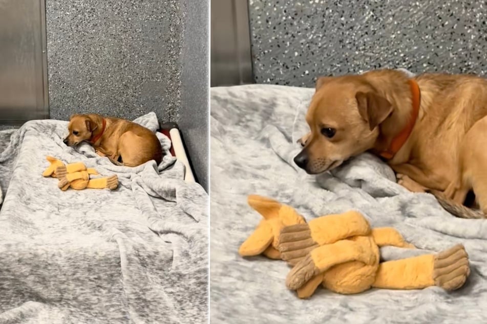 Traurig liegt der kleine Milo in der Ecke und wartet auf Interessenten.