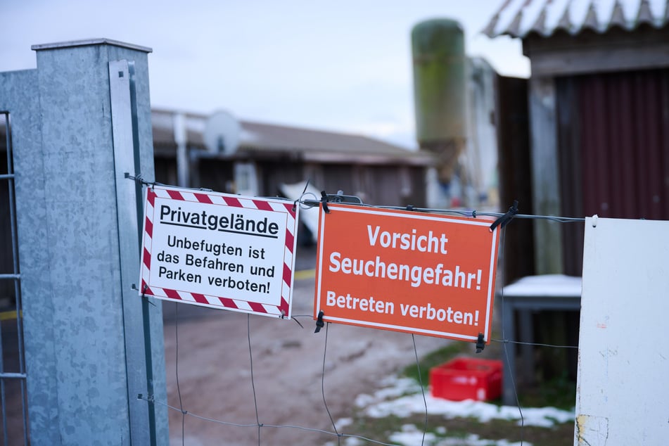 Ein Betrieb in Mehrow in Brandenburg wurde abgesperrt. Die Angst vor weiteren Fällen der Maul- und Klauenseuche ist groß.