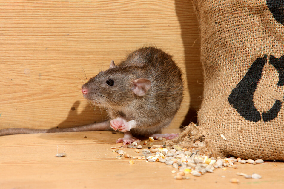 Die Schneidezähne von Ratten haben sich zu wurzellosen, dauernd wachsenden Nagezähnen entwickelt.