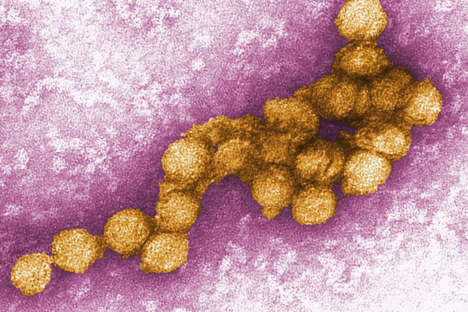 Das West-Nil-Virus wird von Stechmücken verbreitet.