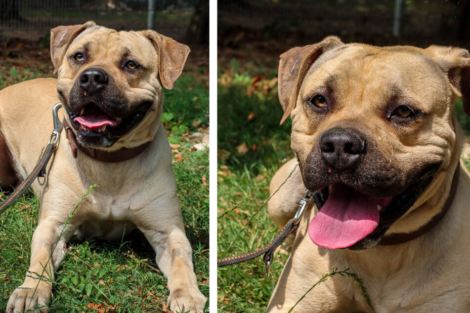 Presa-Canario-Mix "Baki" sucht Hundehalter mit Erfahrung.