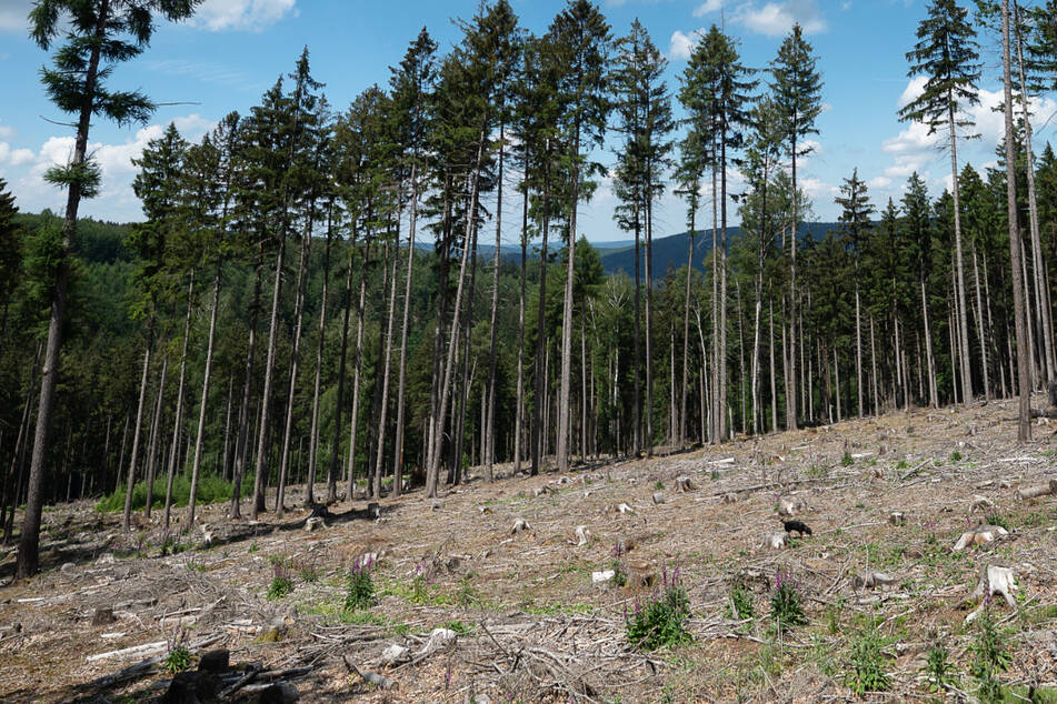 Insbesondere in den Wäldern richteten die zurückliegenden fünf Dürre-Jahre teils drastische Schäden an.