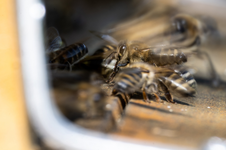 2012/2013 starb in Deutschland ein Viertel der Bienenvölker.