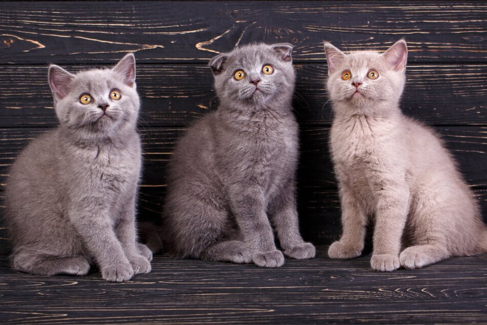 Graue Katzen: Vier unglaublich schöne Rassen zum Verlieben