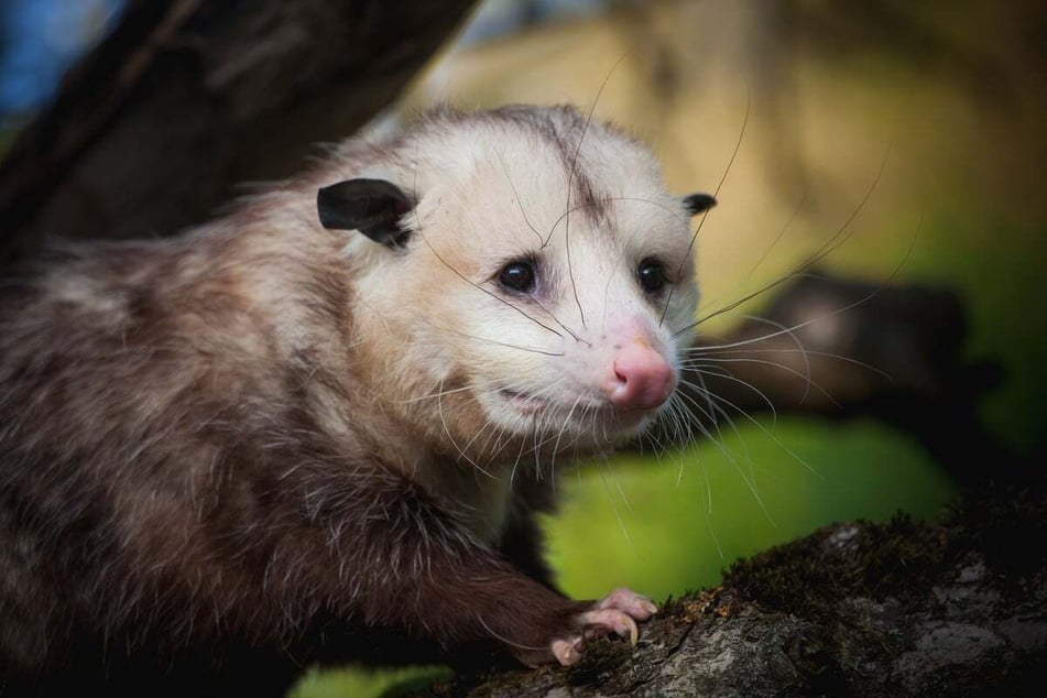 Opossums are omnivores but cannot tolerate chocolate (stock image).