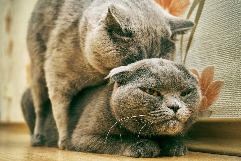 Cats in heat can display some rather awkward behaviors.