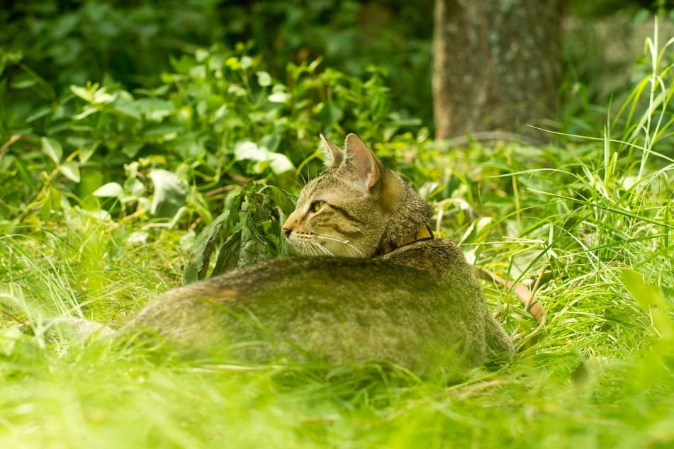 Domestic shorthairs are some of the most beautiful cats in the world.