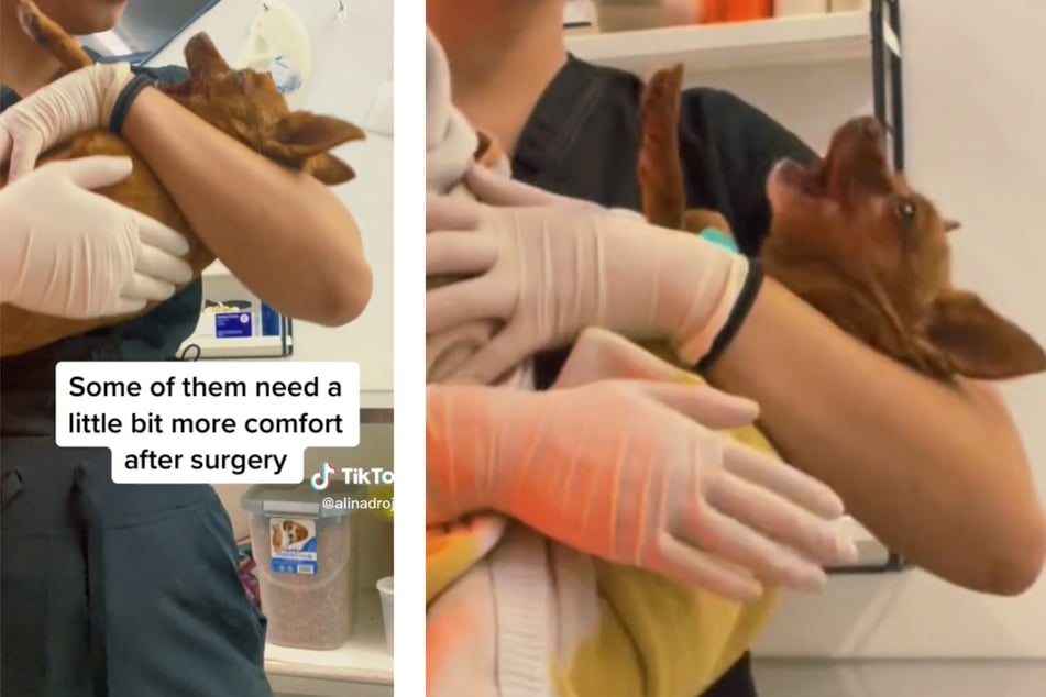 Vet tech's empathetic response to panicked pooch has the internet in its feels
