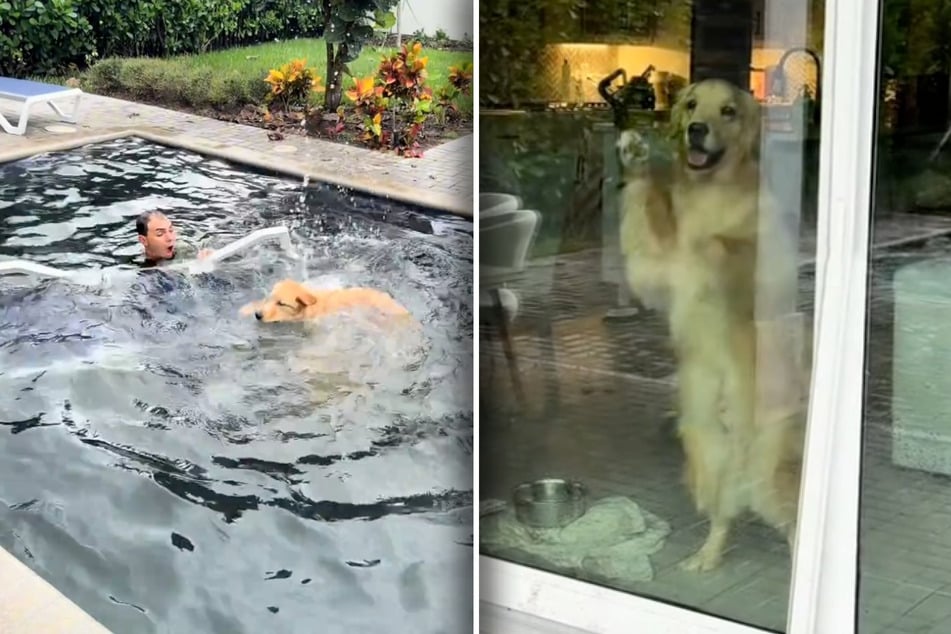 Das Herrchen landet im Wasser. Der dritte Golden Retriever, Maverick, wäre zu gern bei diesem Chaos dabei.