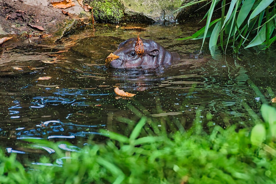 Im Innenraum-Becken des Geheges habe sich Toni an tieferes Wasser gewöhnen können.