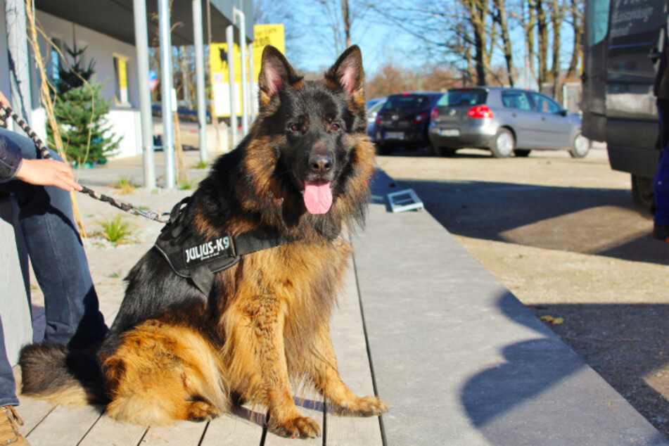Schäferhund Cookie.
