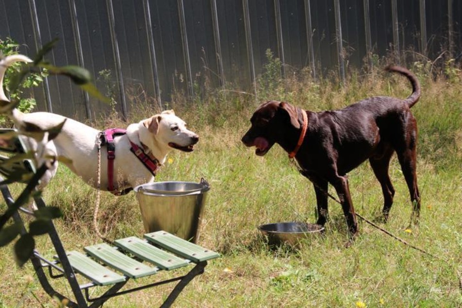 Mit anderen Hunden hat Lennox (4) Spaß.