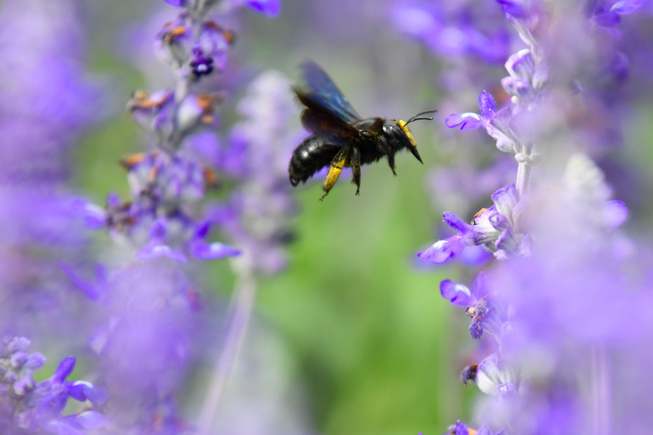 Eine Wildbiene sucht an Blüten des Mehlsalbeis nach Nektar.