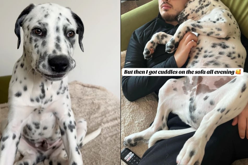 "Crash" hat das Fell eines Dalmatiners, dafür aber den Körperbau eines Bullterriers. Der Welpe wiegt bereits mit wenigen Wochen mehr als zehn Kilo.