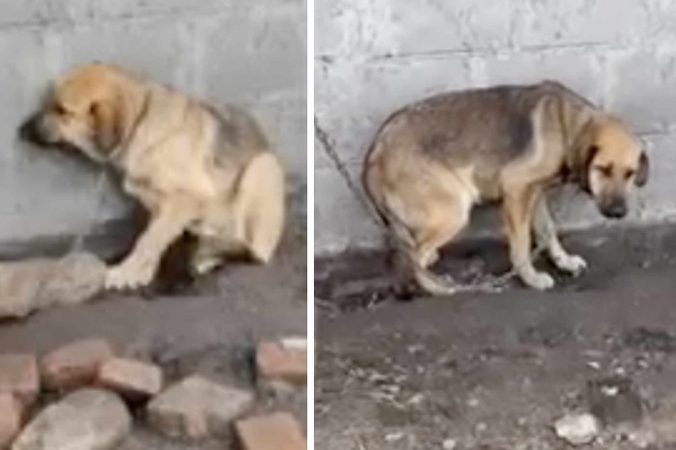 Nimmt Tierquälerei gar kein Ende? Auf einem Hof in Polen entdeckten Tierschützer diesen völlig verängstigten Hund.