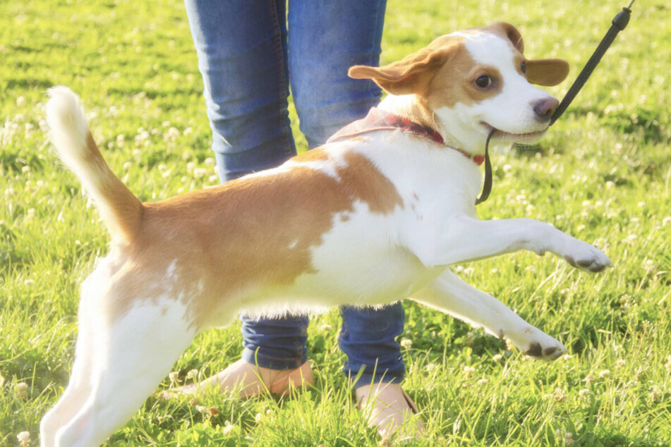 Warum ein Hund in die Leine beißt, kann unterschiedliche Gründe haben.