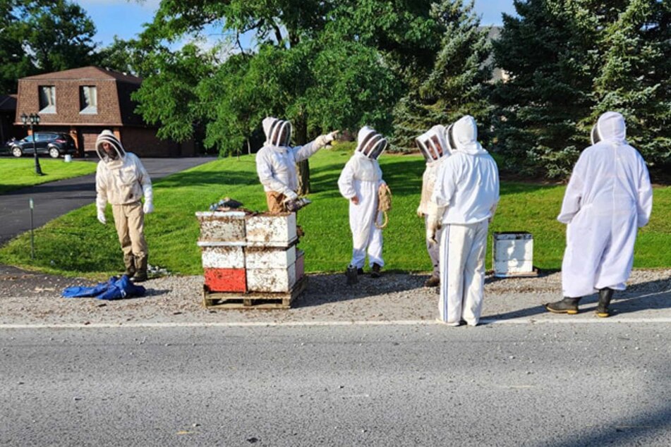 Lokale Imker halfen dabei, die entwischten Bienen wieder einzusammeln.