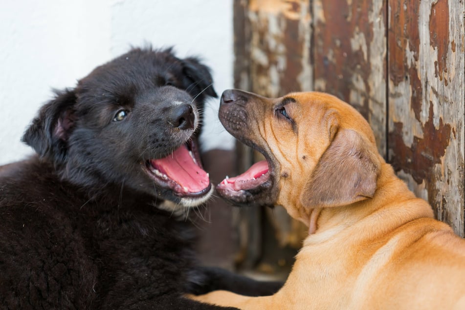 Die Tonhöhe des Gebells kann auf die Stimmung des Hundes deuten. Tiefe Töne haben meist eine drohende Bedeutung, während hohe Töne eher friedlich wirken.