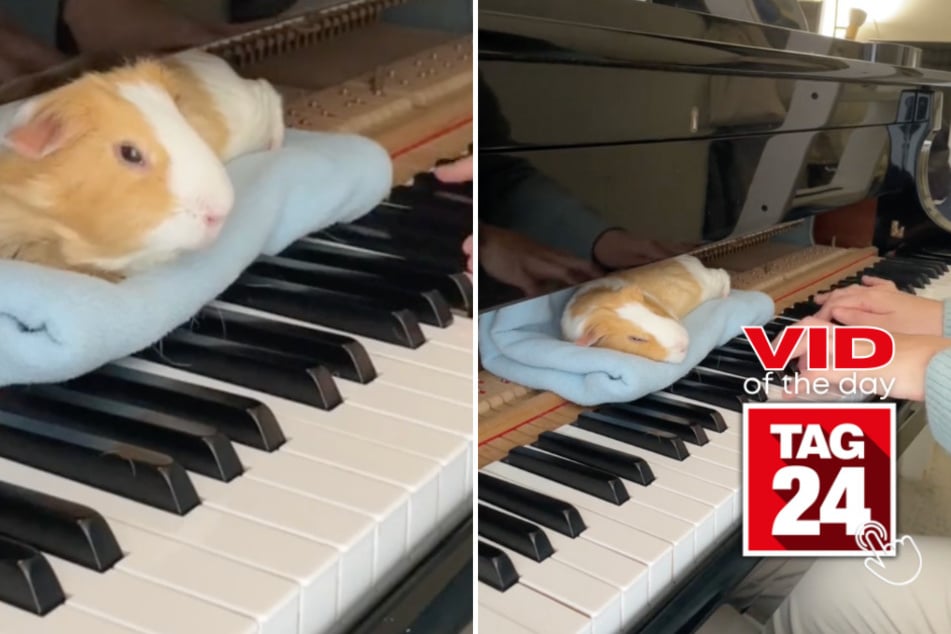 viral videos: Viral Video of the Day for March 30, 2024: Adorable lullaby for a Guinea pig