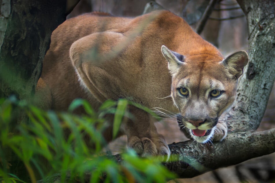 A cougar attacked the boy and almost killed him (stock image).