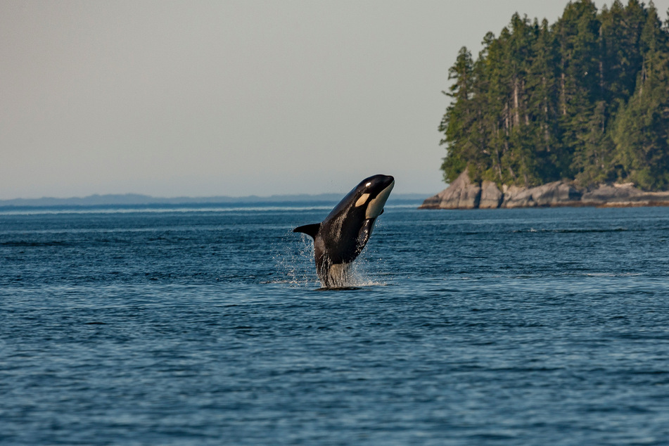 Orcas are playful creatures, even if they are frighteningly effective predators.