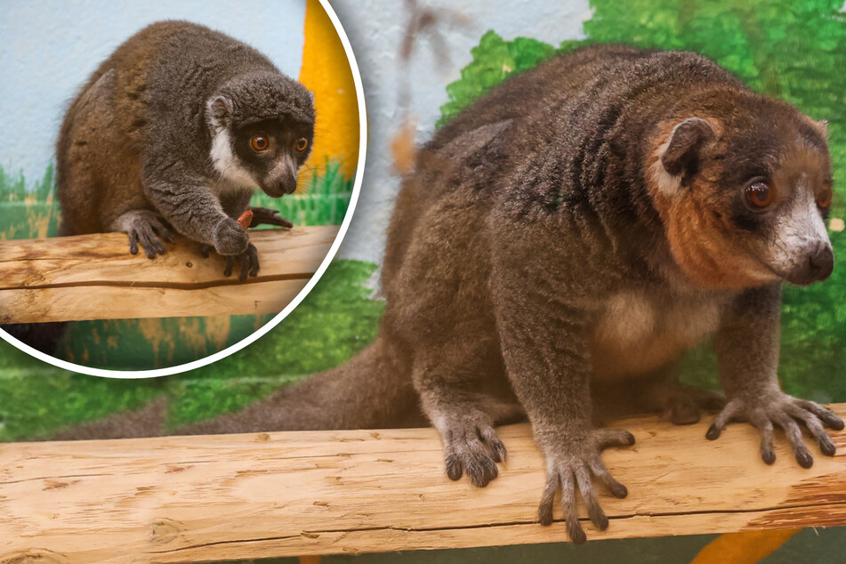 Diese ulkigen Tierchen leben seit Neuestem im Kölner Zoo